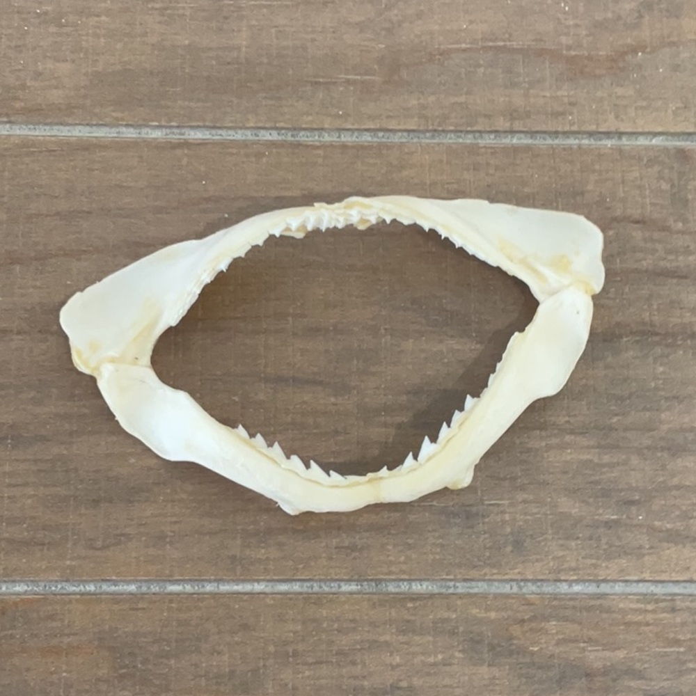 Shark jaw